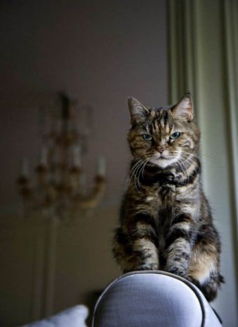 Garde de chat à Paris - Je Fais Garder Mon Chat.com