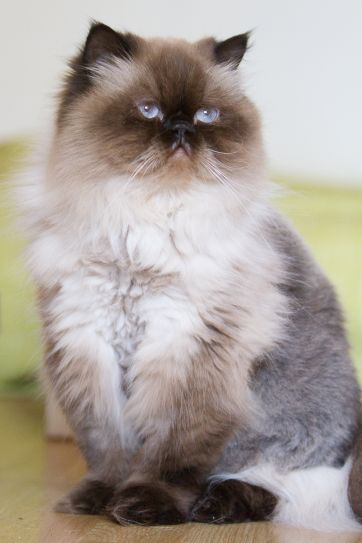 Garde de chat à Paris - Je Fais Garder Mon Chat.com