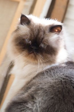 Garde de chat à Paris - Je Fais Garder Mon Chat.com